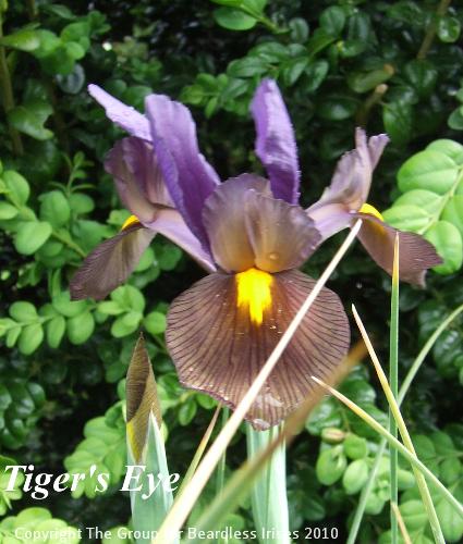 Tiger's Eye (1)